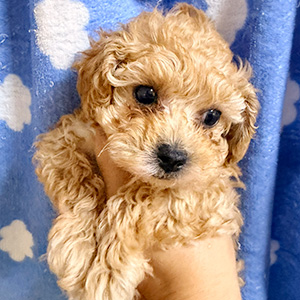 タイニープードルのアプリコットの男の子｜2025年10月6日生まれ｜No.10948｜画像3枚目