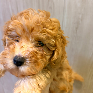 トイプードルのアプリコットの男の子｜2025年9月20日生まれ｜No.10950｜画像0枚目