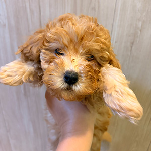 トイプードルのアプリコットの男の子｜2025年9月20日生まれ｜No.10950｜画像1枚目