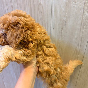 トイプードルのアプリコットの男の子｜2025年9月20日生まれ｜No.10950｜画像2枚目