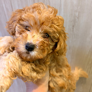 トイプードルのアプリコットの男の子｜2025年9月20日生まれ｜No.10950｜画像3枚目