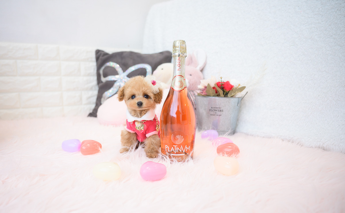 ティーカッププードルのアプリコットの女の子｜2025年9月18日生まれ｜No.10944｜画像2枚目