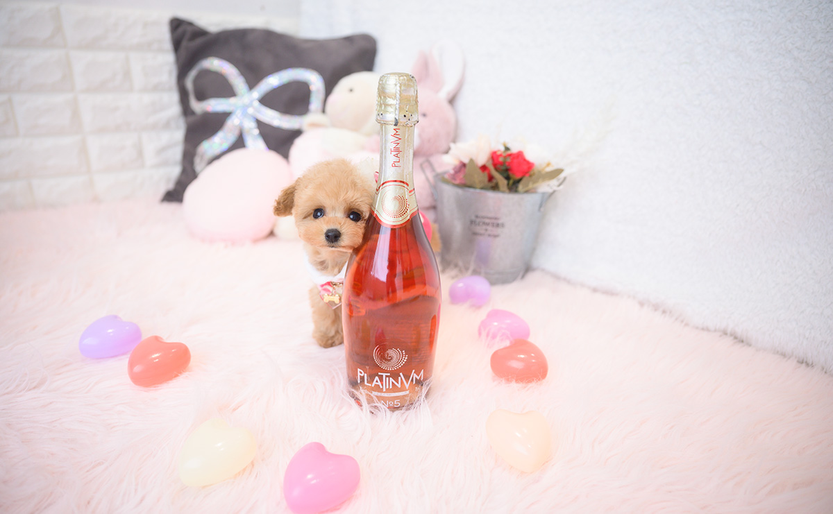 ティーカッププードルのアプリコットの女の子｜2025年9月18日生まれ｜No.10944｜画像3枚目