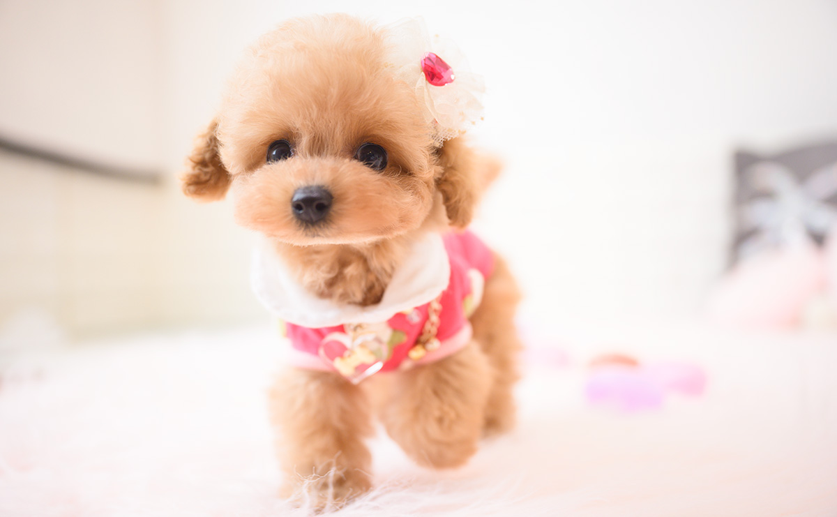 ティーカッププードルのアプリコットの女の子｜2025年9月18日生まれ｜No.10944｜画像0枚目