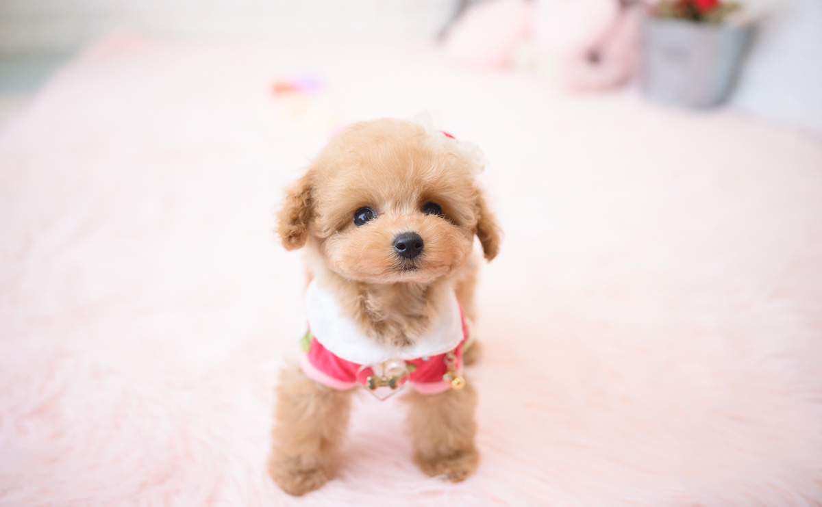 ティーカッププードルのアプリコットの女の子｜2025年9月18日生まれ｜No.10944｜画像1枚目