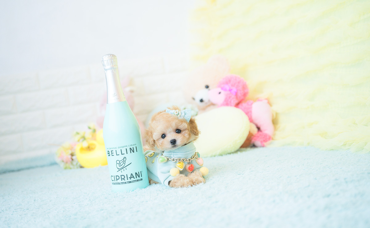 ティーカッププードルのアプリコットの男の子|2025年9月20日生まれ|No.10946|画像1枚目