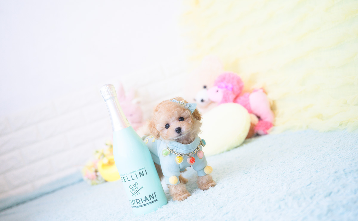 ティーカッププードルのアプリコットの男の子|2025年9月20日生まれ|No.10946|画像3枚目