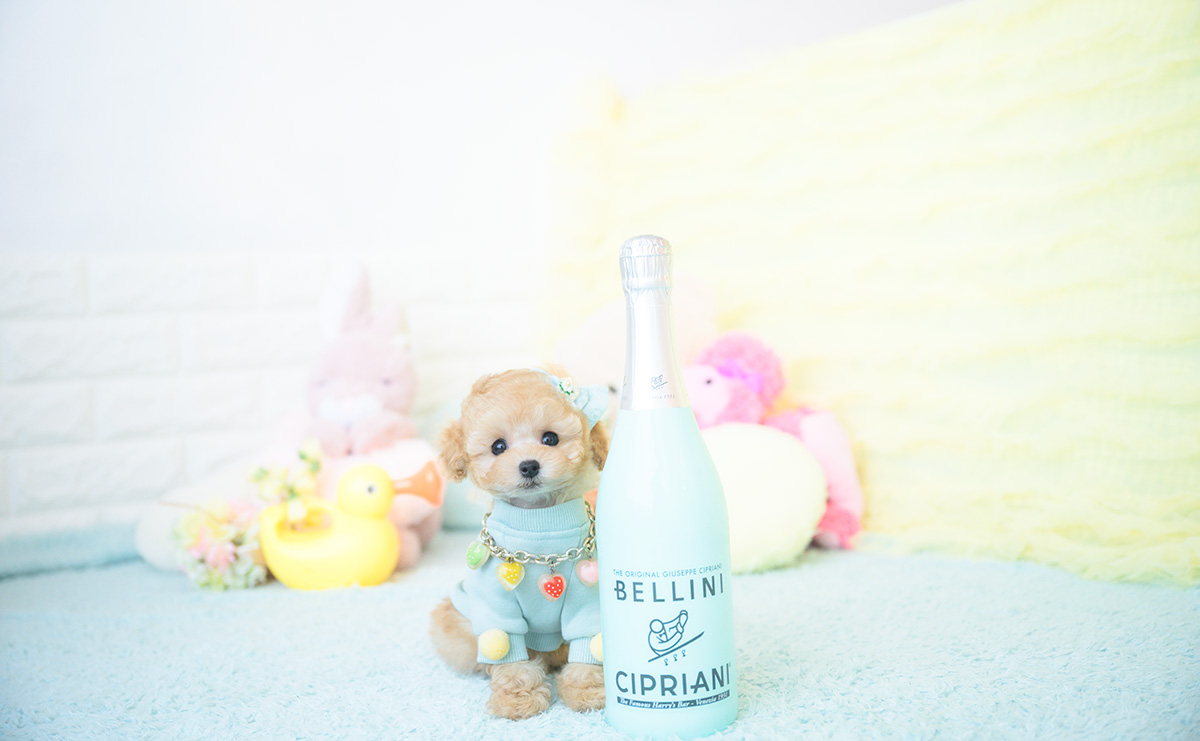 ティーカッププードルのアプリコットの男の子|2025年9月20日生まれ|No.10946|画像4枚目