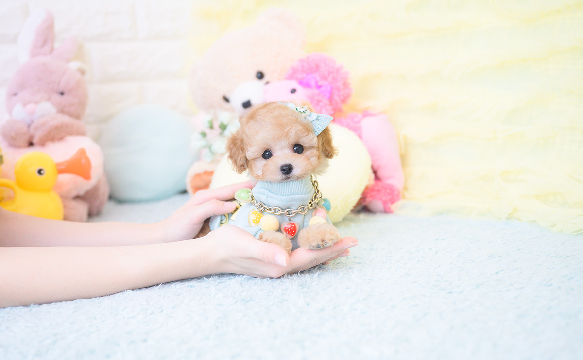 ティーカッププードルのアプリコットの男の子|2025年9月20日生まれ|No.10946|画像0枚目