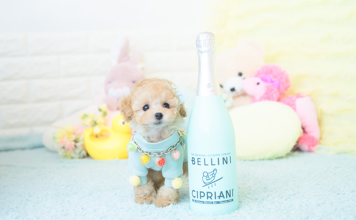 ティーカッププードルのアプリコットの男の子|2025年9月20日生まれ|No.10946|画像5枚目