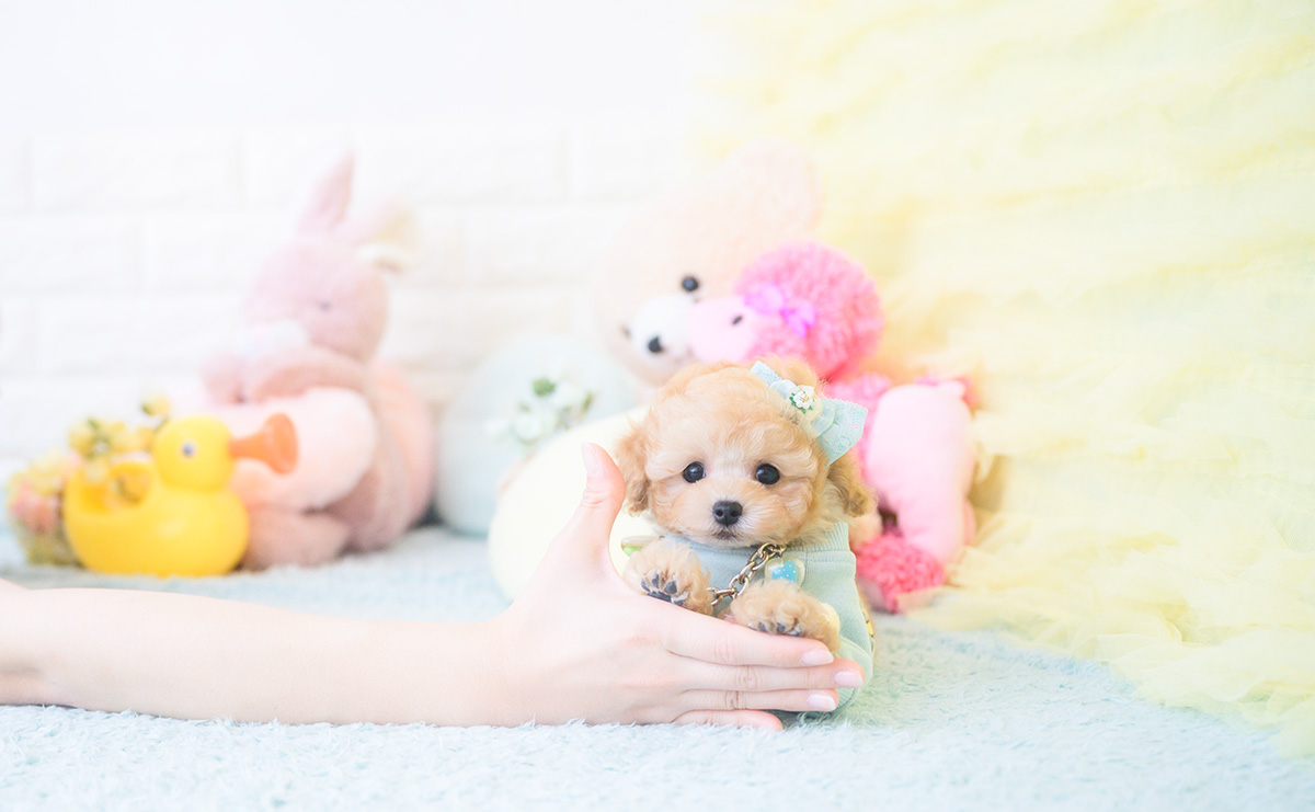 ティーカッププードルのアプリコットの男の子|2025年9月20日生まれ|No.10946|画像6枚目