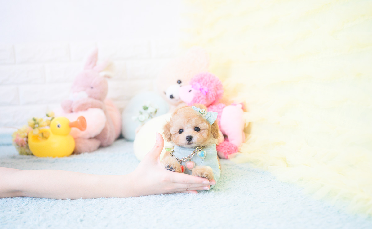 ティーカッププードルのアプリコットの男の子|2025年9月20日生まれ|No.10946|画像7枚目