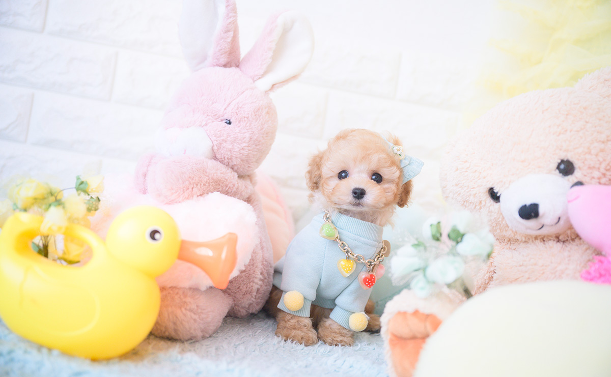 ティーカッププードルのアプリコットの男の子|2025年9月20日生まれ|No.10946|画像8枚目