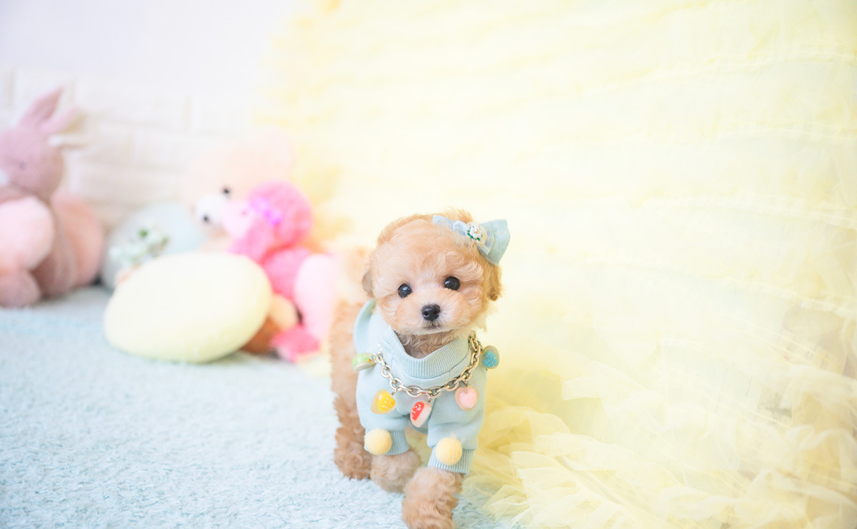 ティーカッププードルのアプリコットの男の子|2025年9月20日生まれ|No.10946|画像10枚目