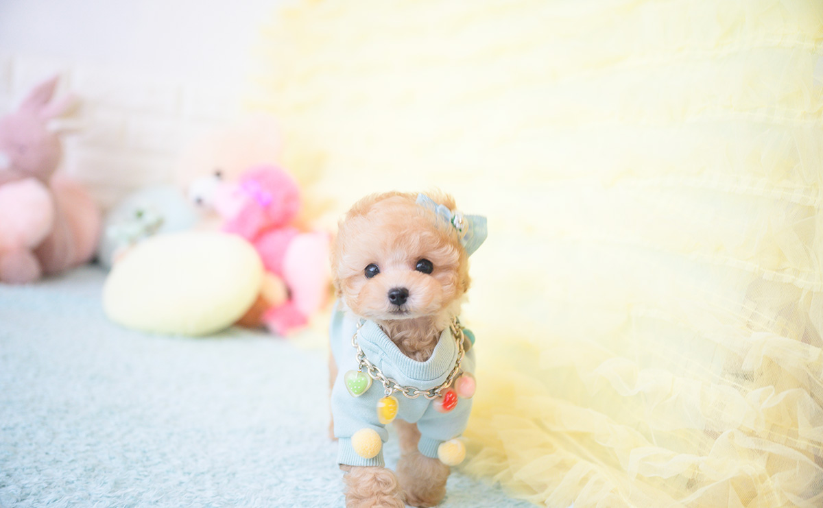 ティーカッププードルのアプリコットの男の子|2025年9月20日生まれ|No.10946|画像11枚目