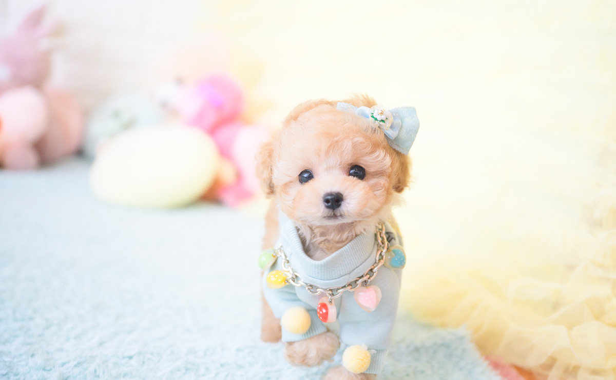 ティーカッププードルのアプリコットの男の子|2025年9月20日生まれ|No.10946|画像12枚目