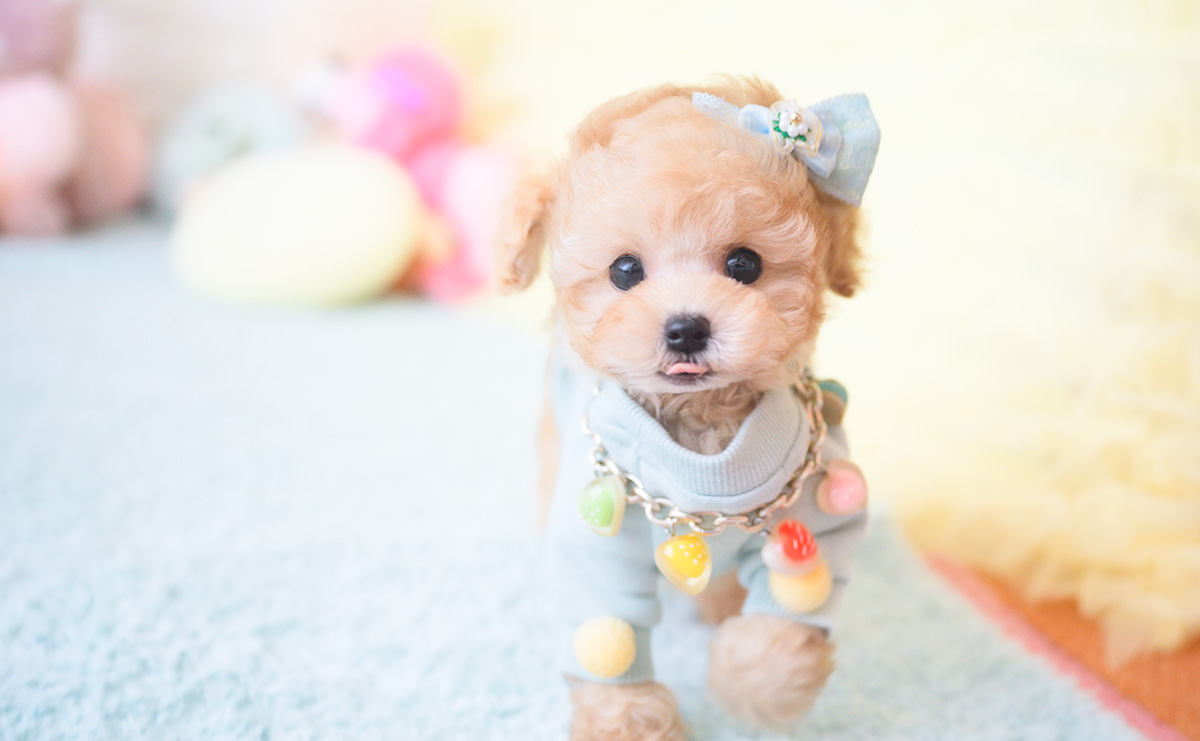 ティーカッププードルのアプリコットの男の子|2025年9月20日生まれ|No.10946|画像13枚目