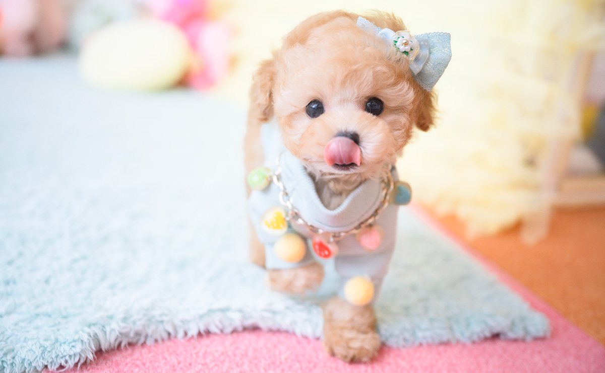 ティーカッププードルのアプリコットの男の子｜2025年9月20日生まれ｜No.10946｜画像14枚目