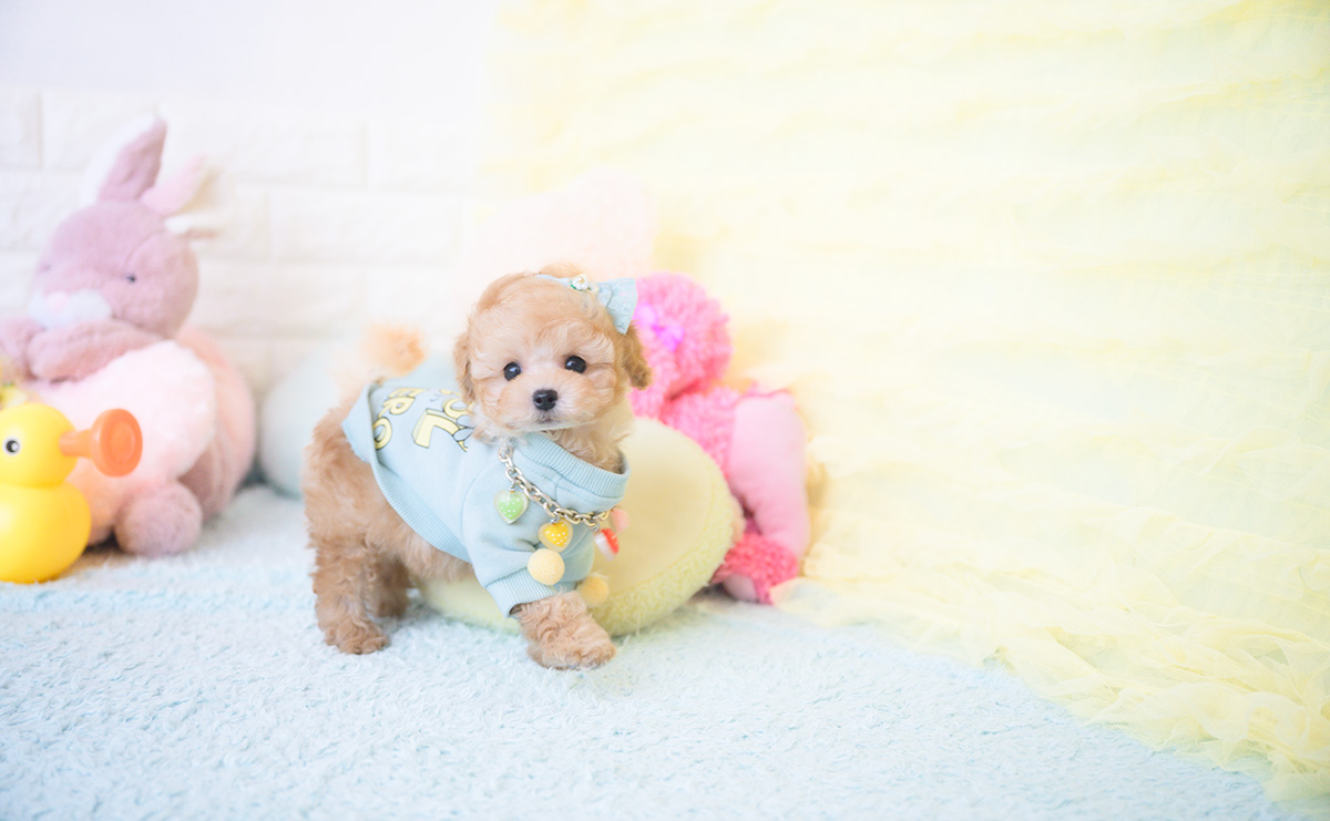 ティーカッププードルのアプリコットの男の子|2025年9月20日生まれ|No.10946|画像9枚目