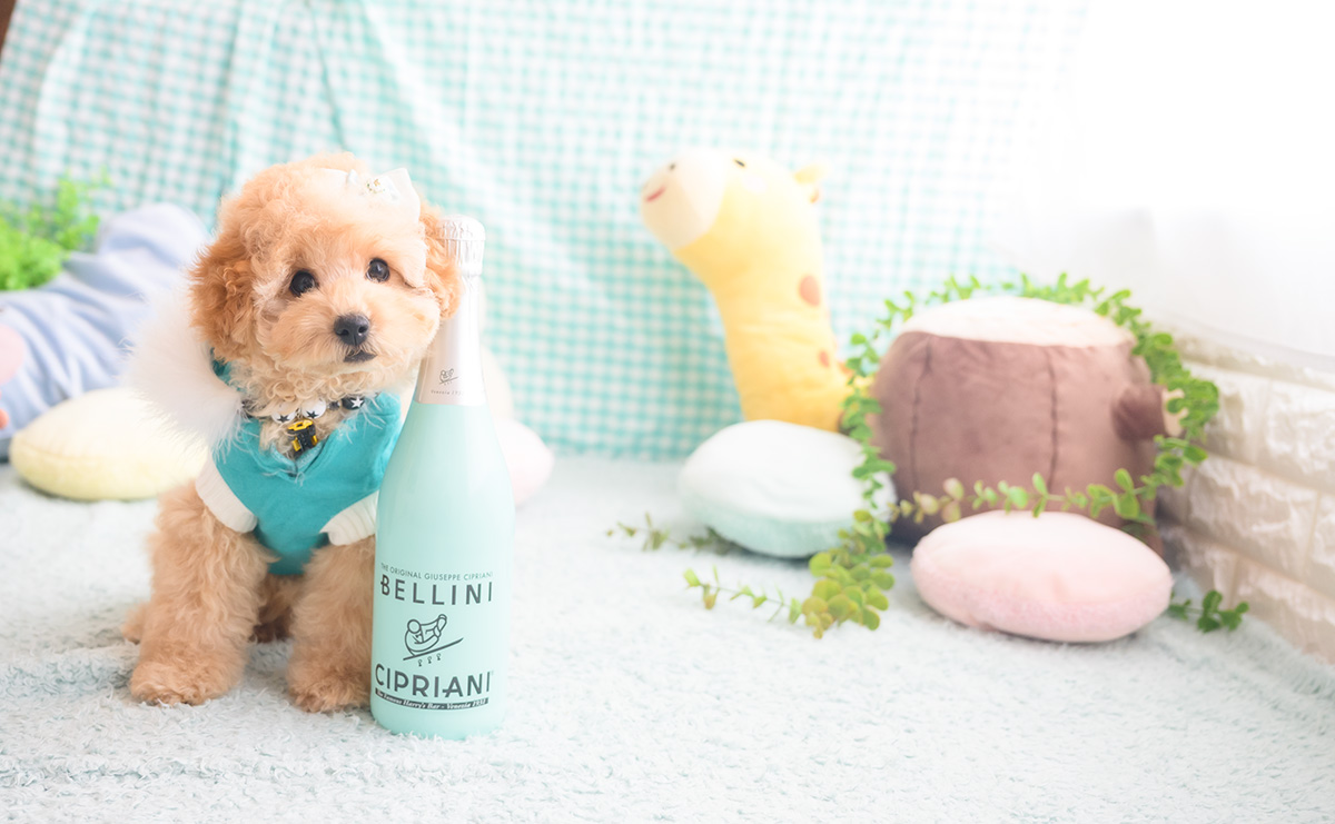 トイプードルのアプリコットの男の子|2025年8月14日生まれ|No.10949|画像2枚目