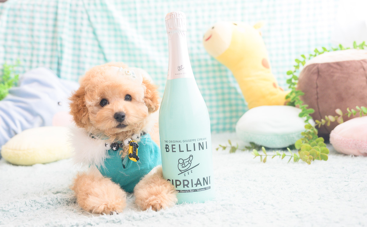 トイプードルのアプリコットの男の子|2025年8月14日生まれ|No.10949|画像3枚目