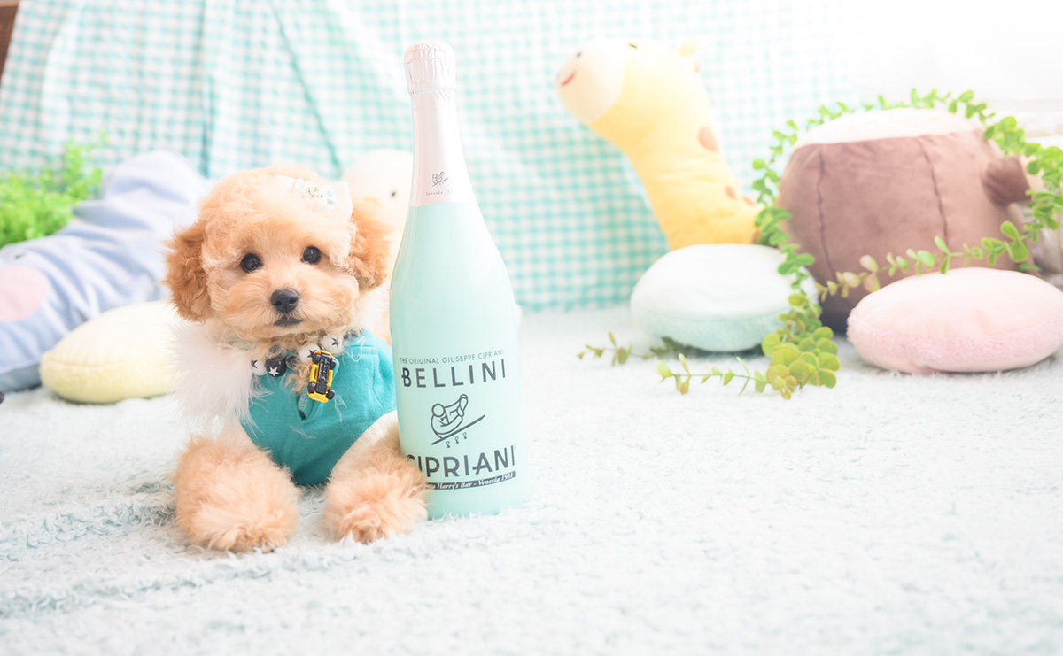 トイプードルのアプリコットの男の子|2025年8月14日生まれ|No.10949|画像4枚目