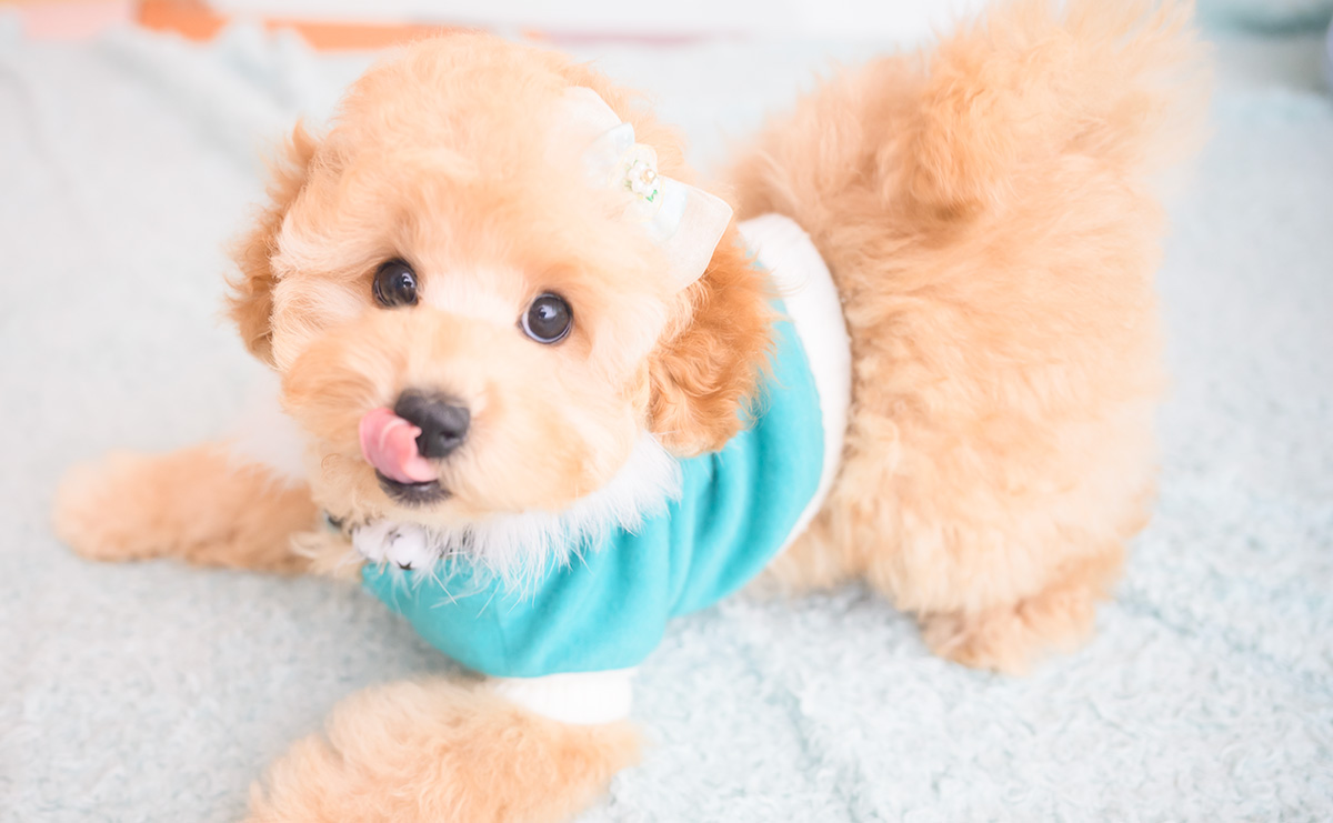 トイプードルのアプリコットの男の子|2025年8月14日生まれ|No.10949|画像0枚目