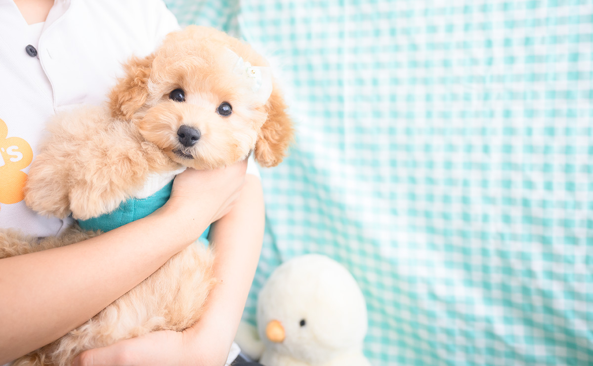 トイプードルのアプリコットの男の子｜2025年8月14日生まれ｜No.10949｜画像8枚目