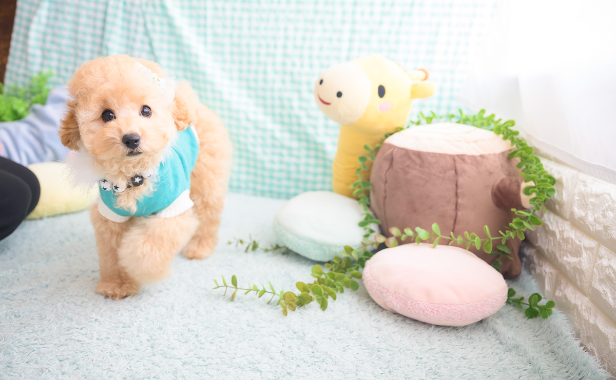 トイプードルのアプリコットの男の子|2025年8月14日生まれ|No.10949|画像1枚目