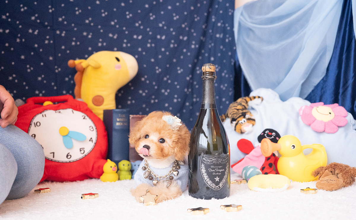 トイプードルのアプリコットの男の子｜2025年9月20日生まれ｜No.10953｜画像1枚目