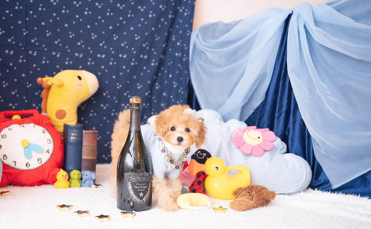 トイプードルのアプリコットの男の子｜2025年9月20日生まれ｜No.10953｜画像2枚目