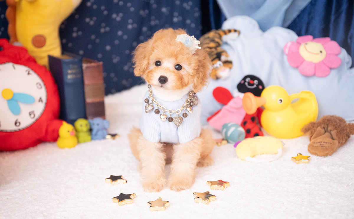 トイプードルのアプリコットの男の子｜2025年9月20日生まれ｜No.10953｜画像3枚目