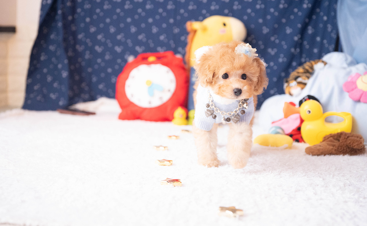 トイプードルのアプリコットの男の子｜2025年9月20日生まれ｜No.10953｜画像4枚目