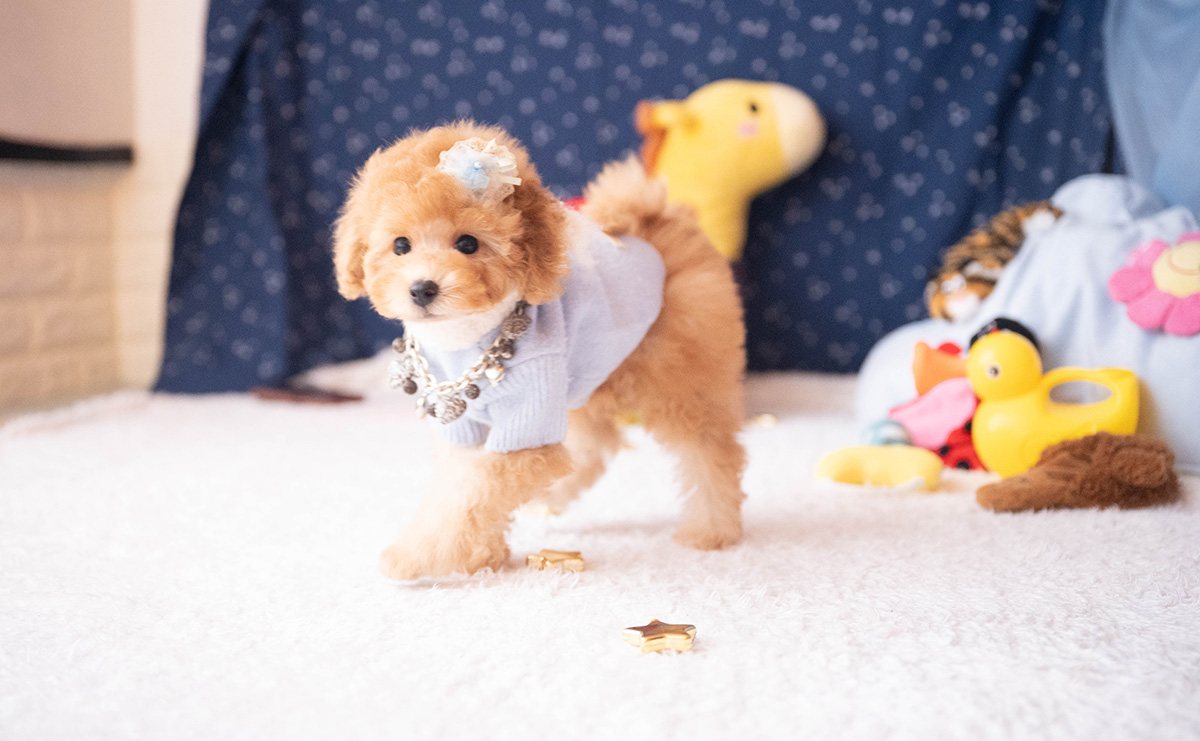 トイプードルのアプリコットの男の子｜2025年9月20日生まれ｜No.10953｜画像5枚目