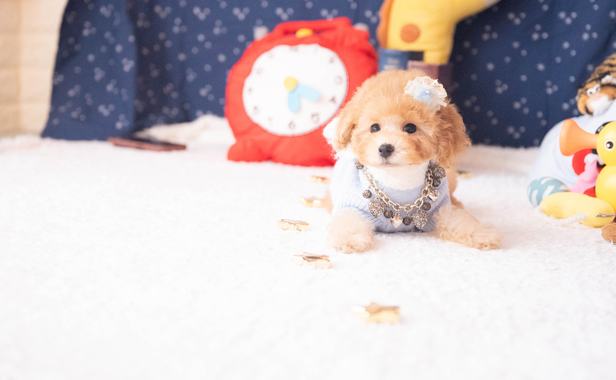 トイプードルのアプリコットの男の子｜2025年9月20日生まれ｜No.10953｜画像6枚目