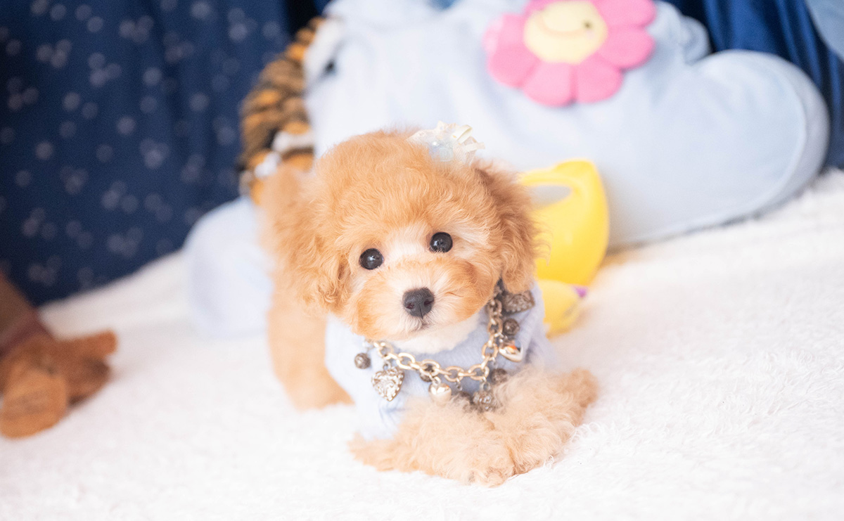 トイプードルのアプリコットの男の子｜2025年9月20日生まれ｜No.10953｜画像0枚目