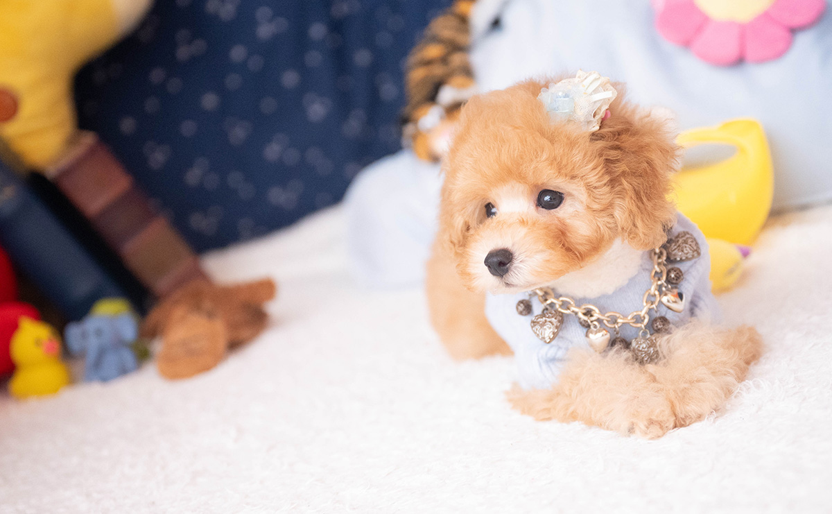 トイプードルのアプリコットの男の子｜2025年9月20日生まれ｜No.10953｜画像7枚目