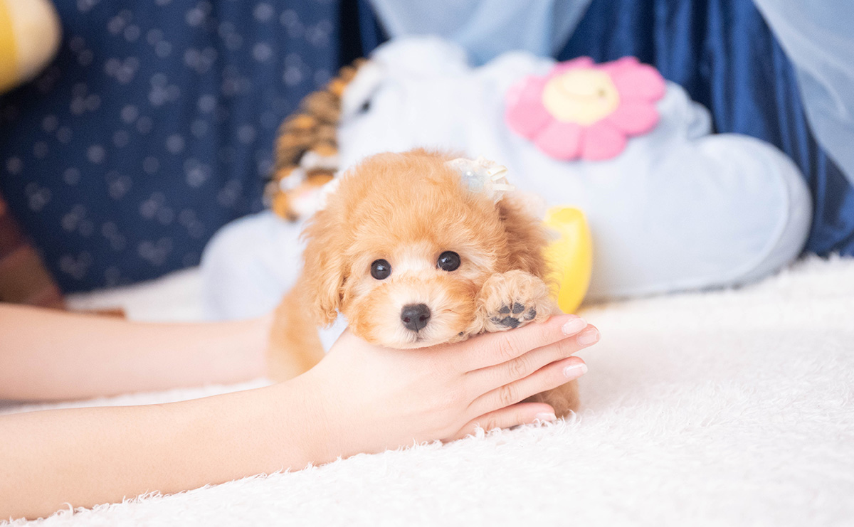 トイプードルのアプリコットの男の子｜2025年9月20日生まれ｜No.10953｜画像8枚目