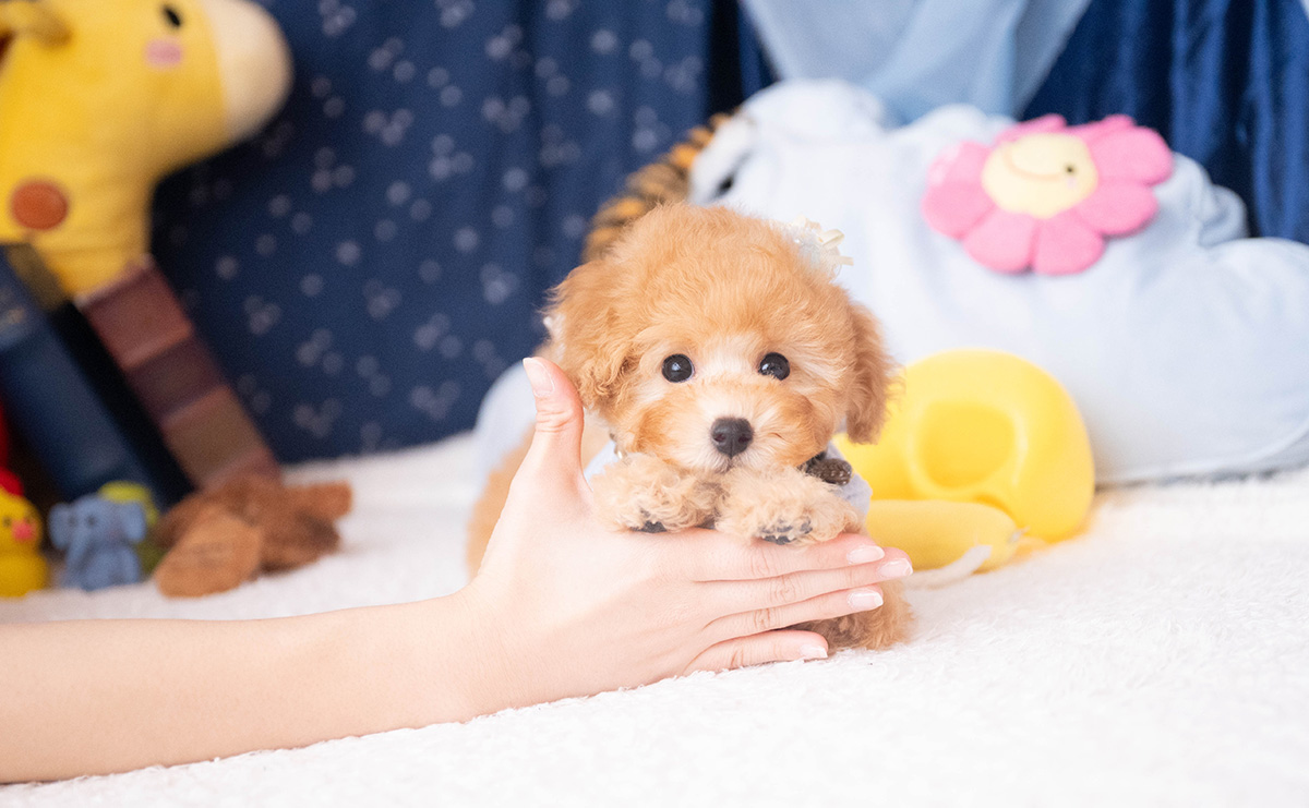 トイプードルのアプリコットの男の子｜2025年9月20日生まれ｜No.10953｜画像9枚目