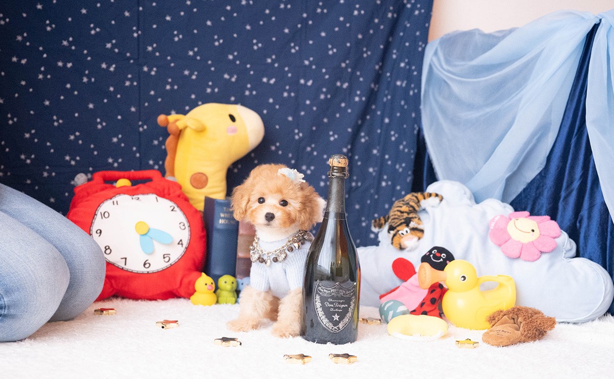 トイプードルのアプリコットの男の子｜2025年9月20日生まれ｜No.10953｜画像10枚目