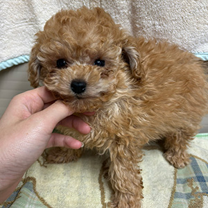 タイニープードルのアプリコットの男の子｜2025年9月28日生まれ｜No.10965｜画像3枚目