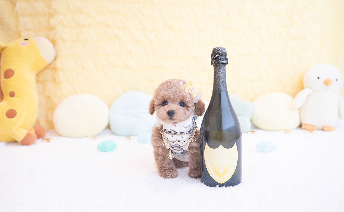 タイニープードルのアプリコットの男の子｜2025年10月9日生まれ｜No.10959｜画像0枚目