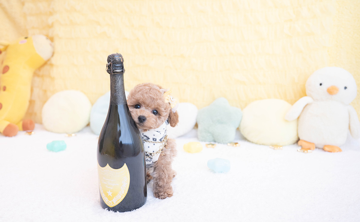 タイニープードルのアプリコットの男の子｜2025年10月9日生まれ｜No.10959｜画像2枚目