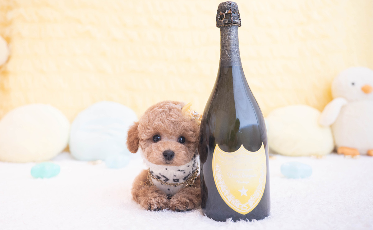 タイニープードルのアプリコットの男の子｜2025年10月9日生まれ｜No.10959｜画像3枚目