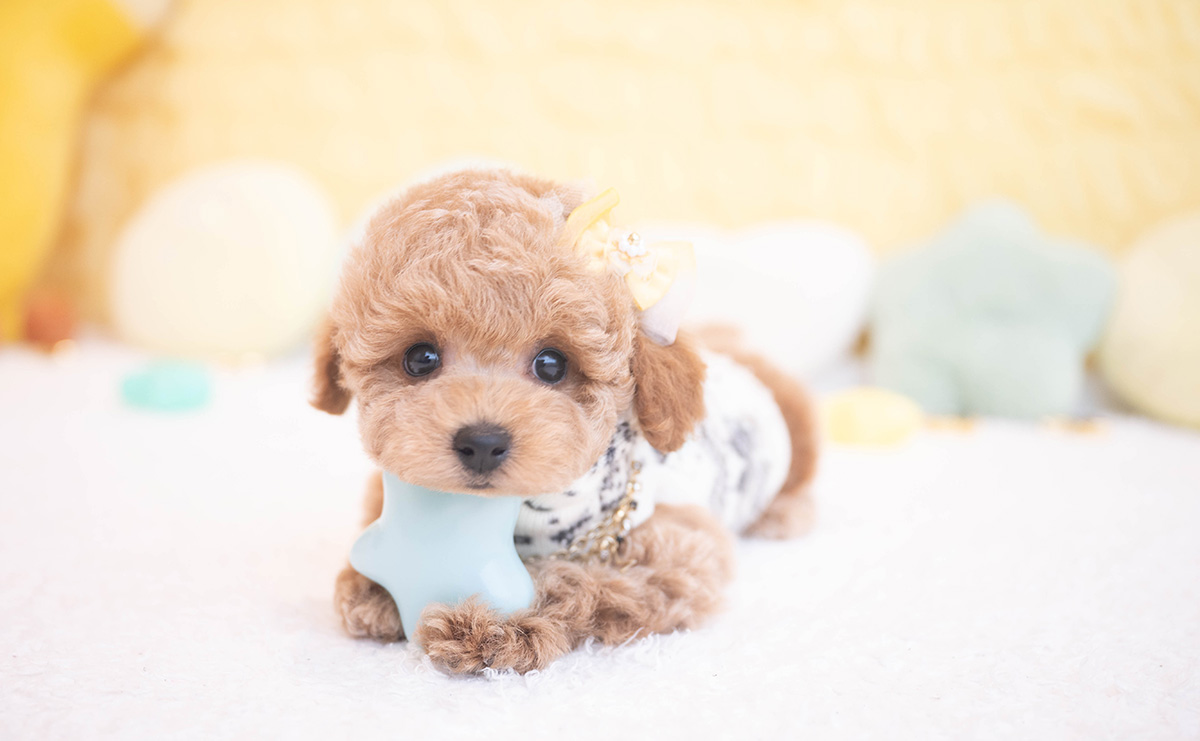 タイニープードルのアプリコットの男の子｜2025年10月9日生まれ｜No.10959｜画像6枚目