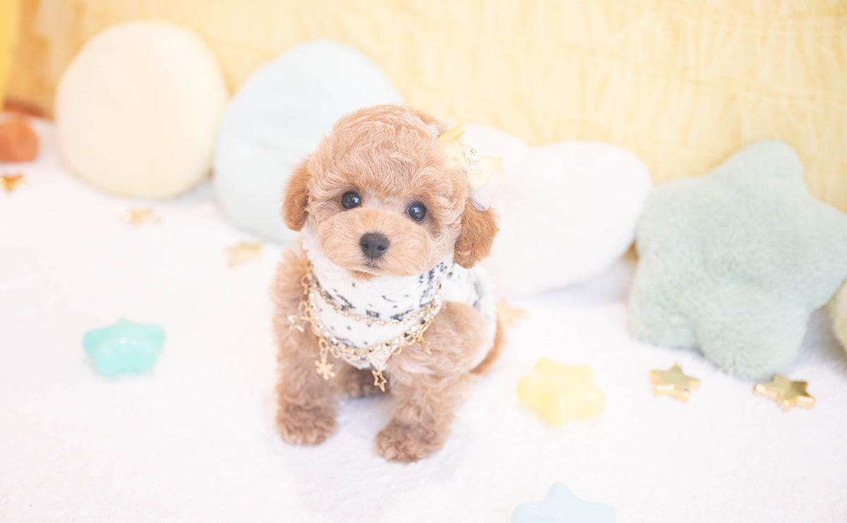 タイニープードルのアプリコットの男の子｜2025年10月9日生まれ｜No.10959｜画像7枚目