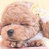 タイニープードルのアプリコットの男の子（2025年10月9日生まれ）