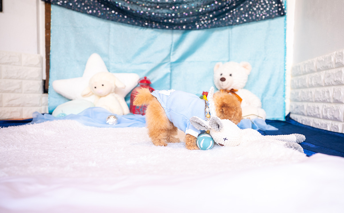 ティーカッププードルのアプリコットの男の子|2025年9月27日生まれ|No.10963|画像3枚目