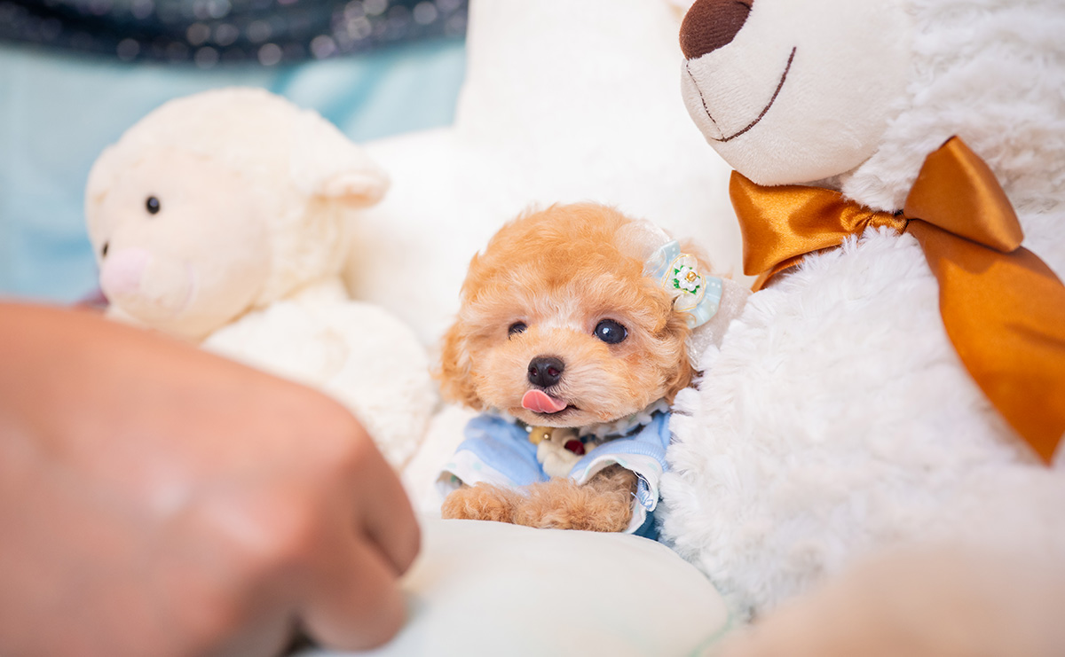 ティーカッププードルのアプリコットの男の子|2025年9月27日生まれ|No.10963|画像5枚目