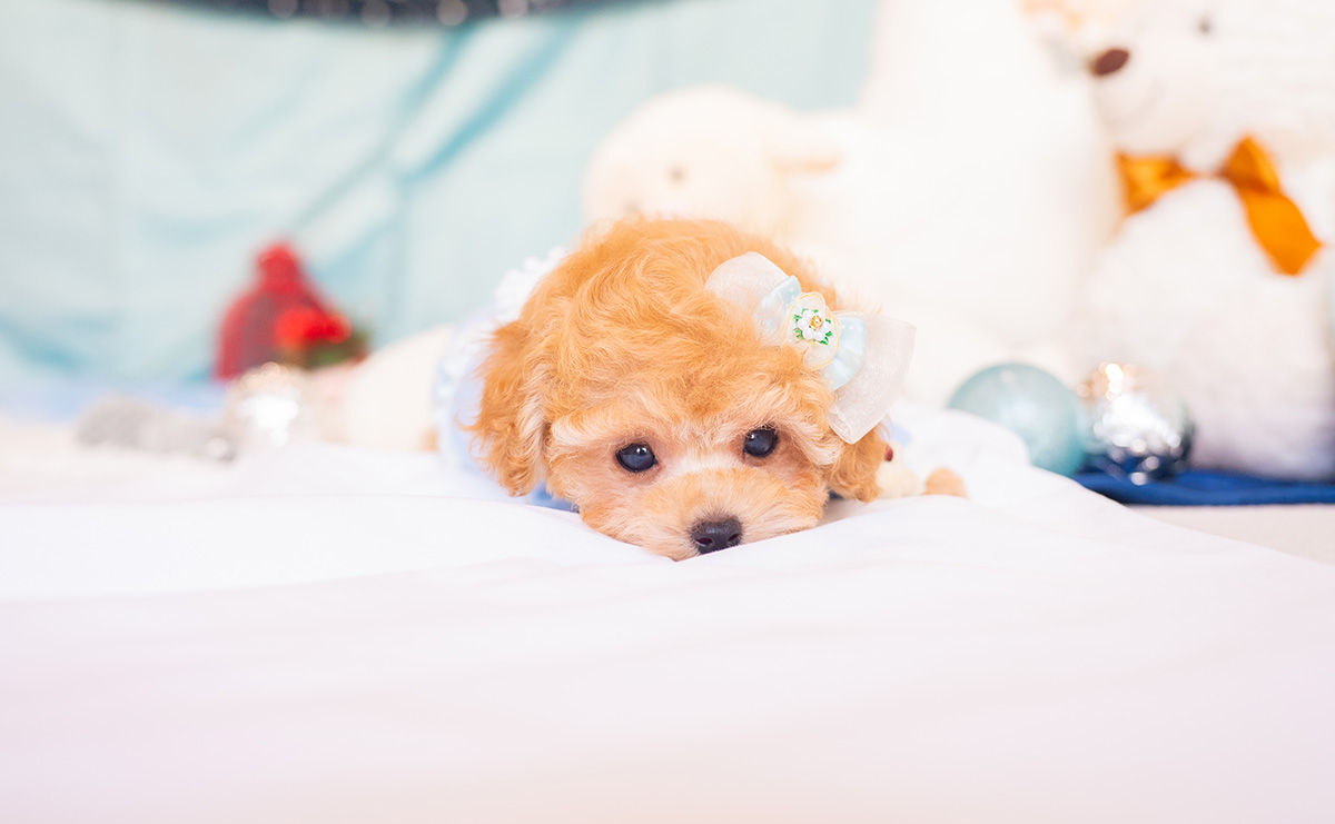 ティーカッププードルのアプリコットの男の子｜2025年9月27日生まれ｜No.10963｜画像7枚目